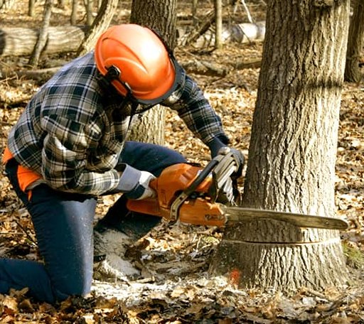 Tree Removal in Lebanon, NH